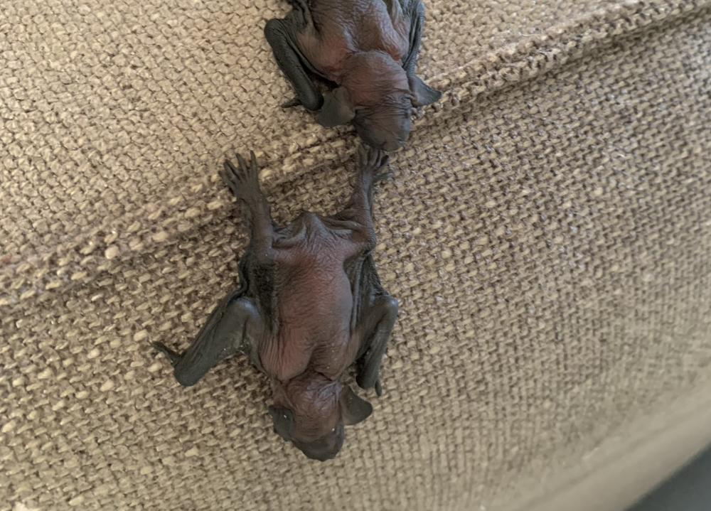 Baby bats on a couch rescued at client's house