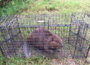 Beaver caught in a humane trap.