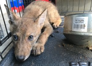 Coyote looking sad inside a trap