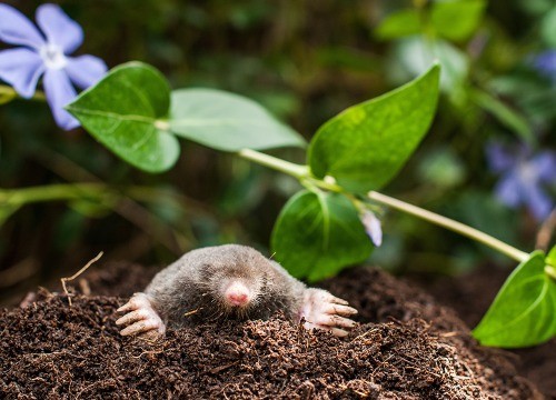 how do i get rid of moles in my yard with dogs