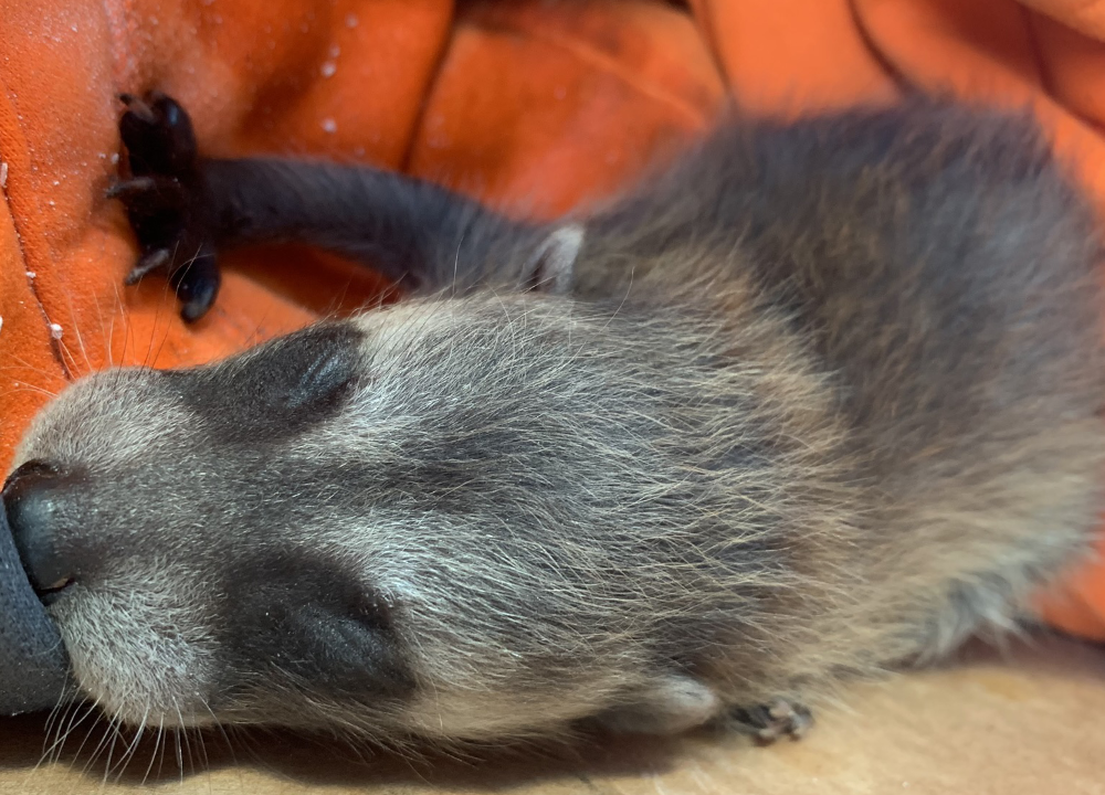Closeup of newborn baby raccoon rescue.