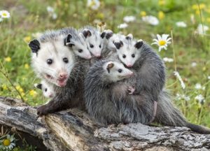 family of opossums in the garden