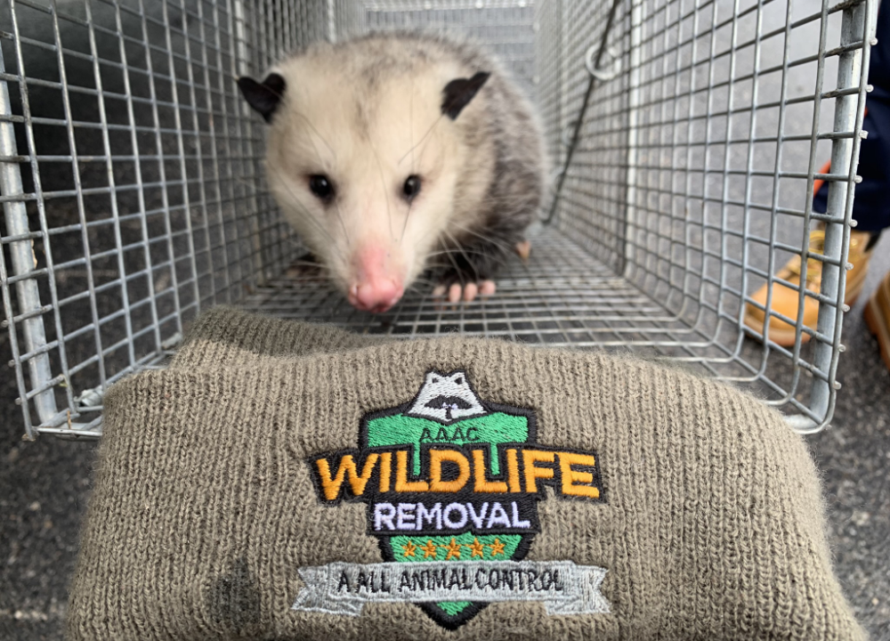 Oppossum caught in a trap next to company hat with logo.