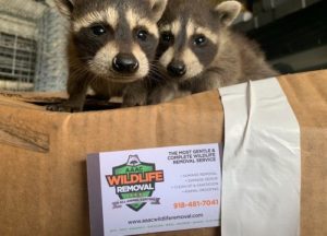 Young raccoons rescued from an attic