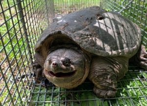 Alligator Snapping Turtle rescued after flooding.