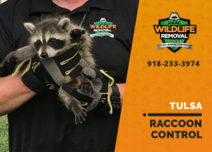 raccoon control tulsa