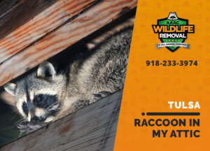 raccoon stuck in attic tulsa