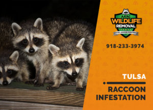 infested by raccoons tulsa