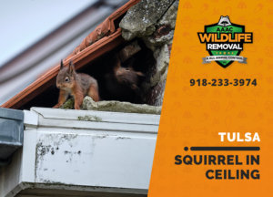 squirrel stuck in ceiling tulsa