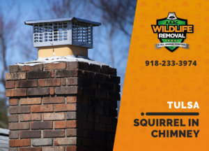 squirrel stuck in chimney tulsa