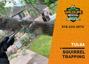 squirrel trapping program tulsa
