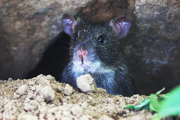Do Rats Burrow Underground?